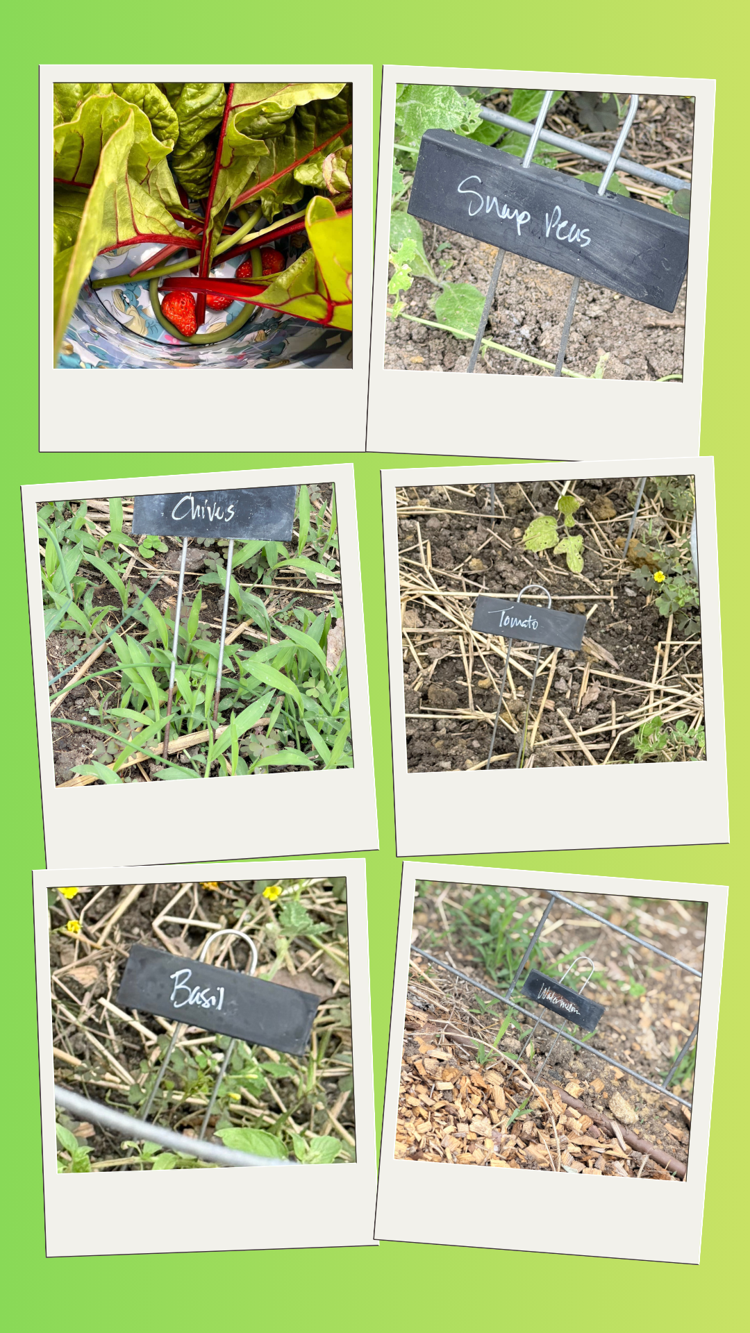 gardenclub3